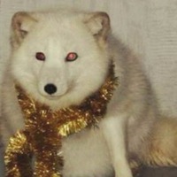 Антон Попченков