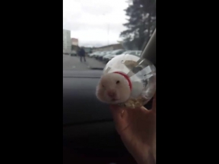 Свободу хомякам (VIDEO ВАРЕНЬЕ)