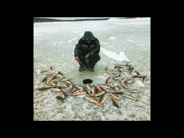 Вечерний клев окуня Якутия Yakutia