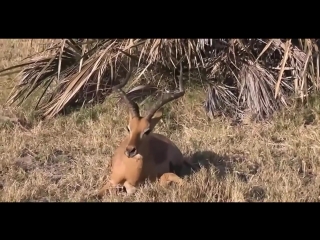 Животные помогают друг другу