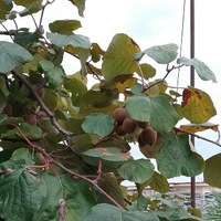 Ирина Комарова