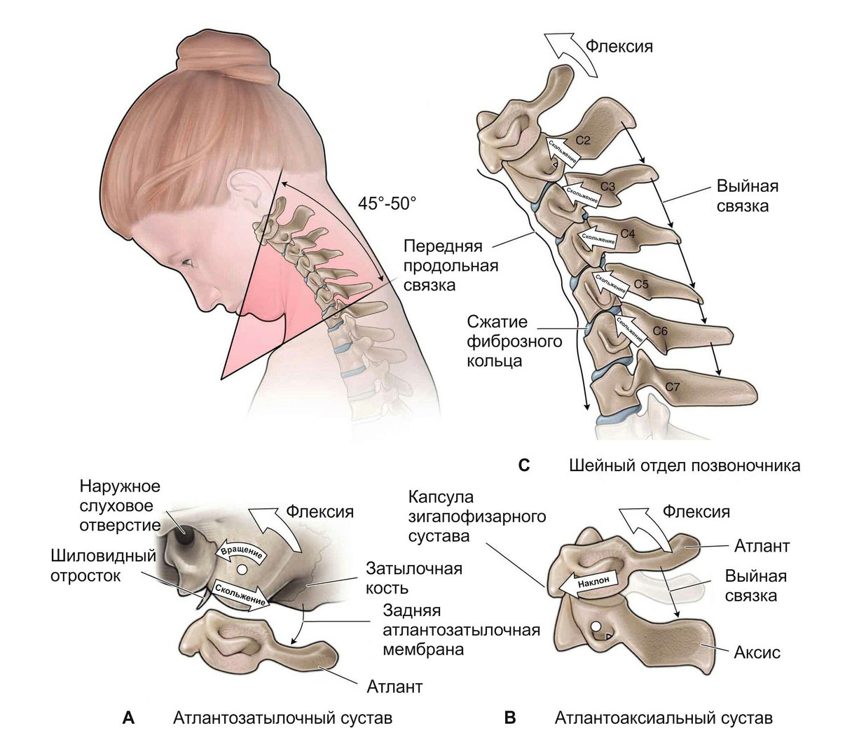 Анатомия шейного отдела позвоночника в картинках