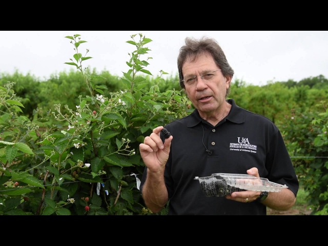 Prime-Ark® Traveler Blackberry