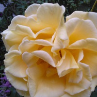 Лариса Лебедева