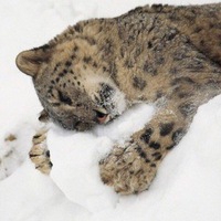 Катя Насевич