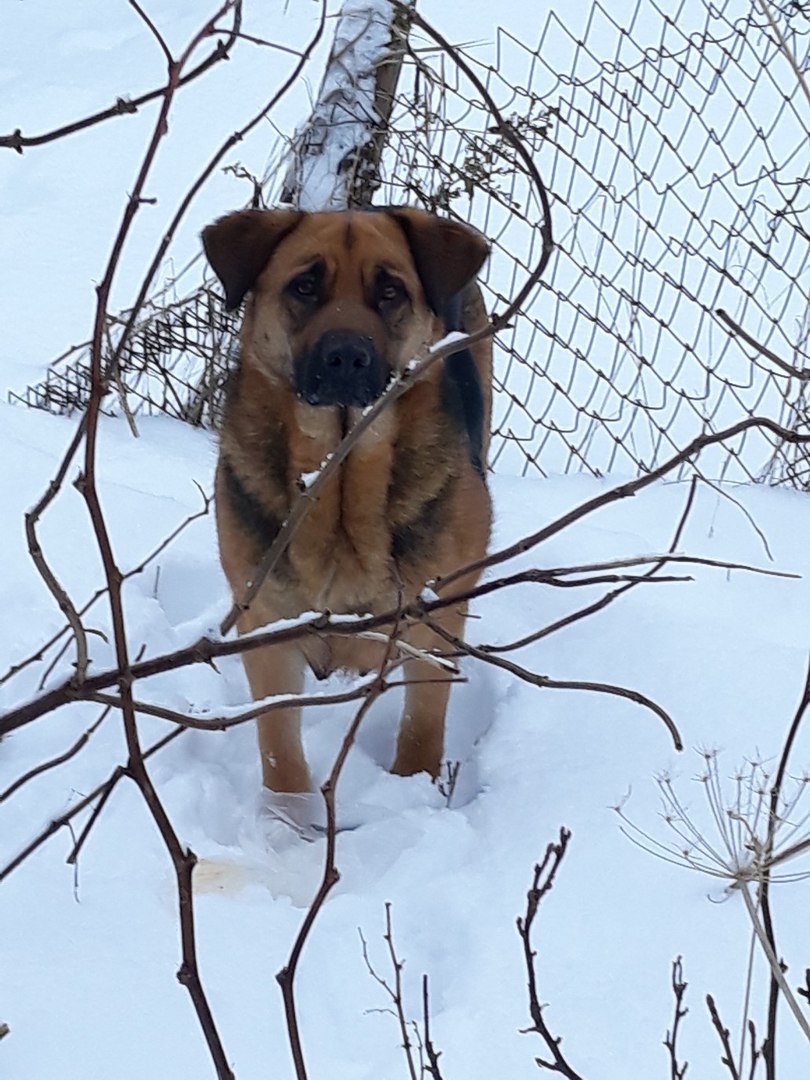 Кошки в нашей жизни. Кошки и все, что с ними связано.
