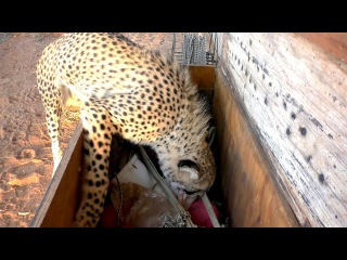 Africa Cheetah Picks Out Own Toys As A Cub & Adult & Plays | Big Cat With A Fun Personality
