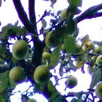 Денис Велур