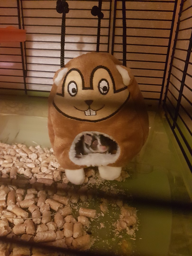 Кошки в нашей жизни. Кошки и все, что с ними связано.