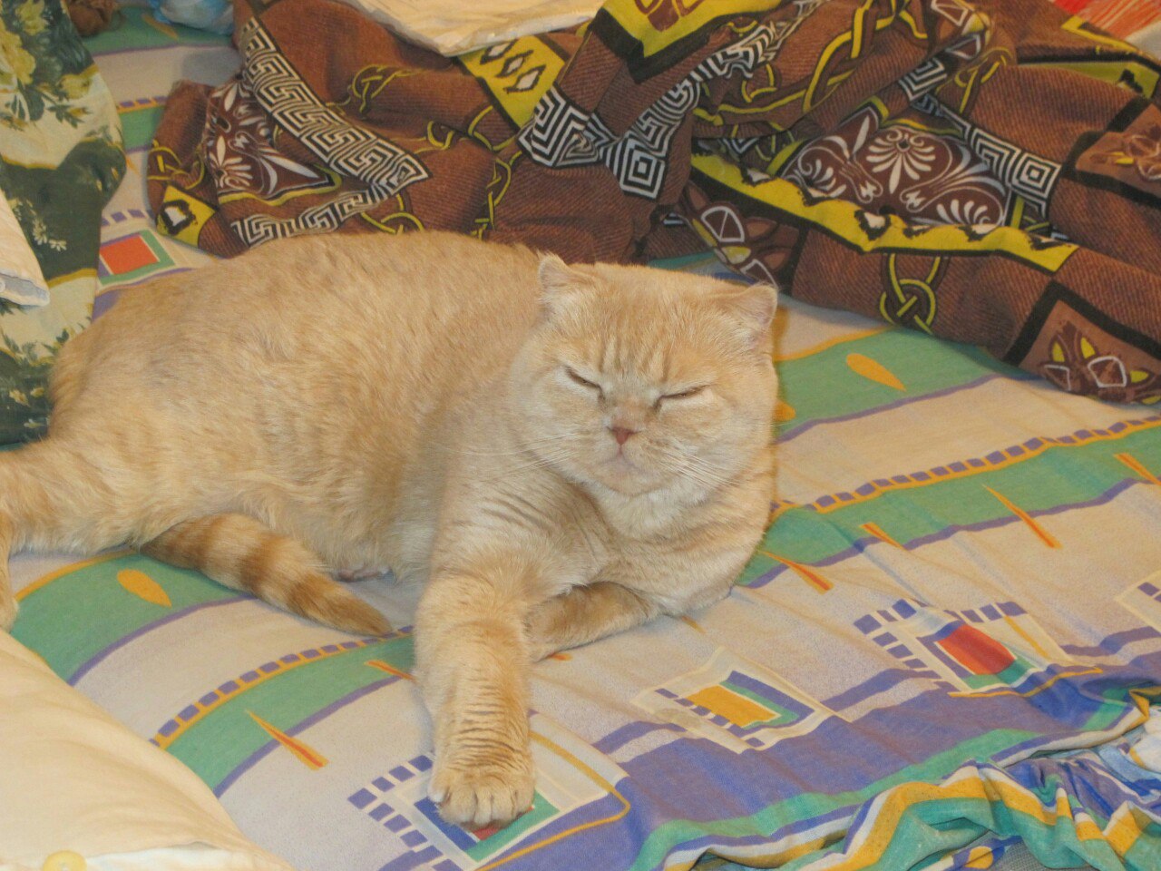 Кошки в нашей жизни. Кошки и все, что с ними связано.