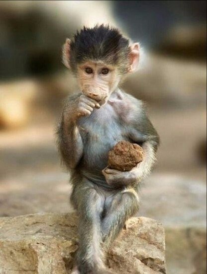 Кошки в нашей жизни. Кошки и все, что с ними связано.