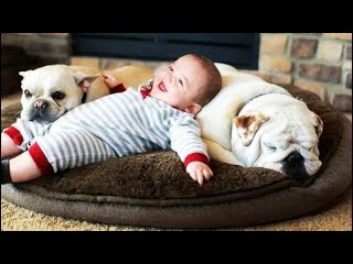 CUTEST Relationship Between Bulldog And Baby || Funny Pets Video Compilation