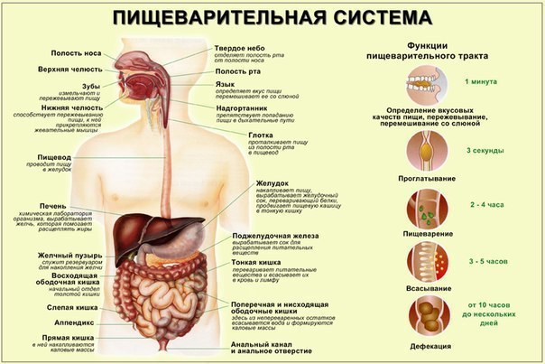 5 главных правил для улучшения пищеварения: 