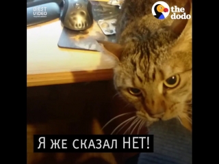Прежде чем заводить котейку подумайте хорошенько