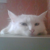 Дмытро Фадеев