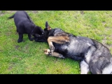 Playful dog cuddles with cute puppies