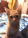 Безкота_добро