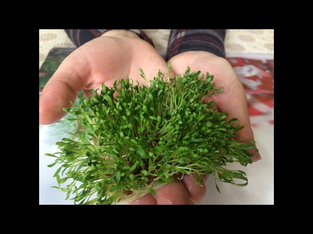 Кресс-салат без земли