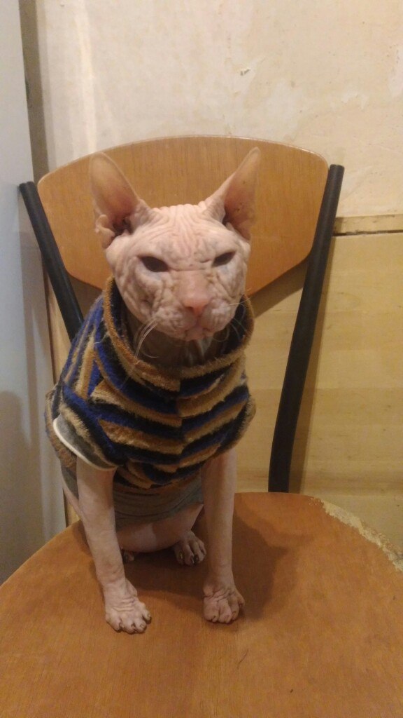 Кошки в нашей жизни. Кошки и все, что с ними связано.