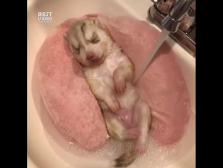 SPA салон для щенка