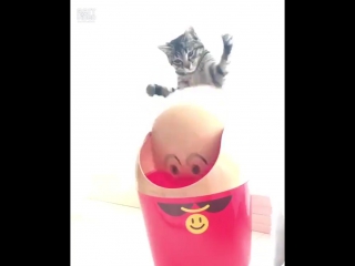 Кот против ведра