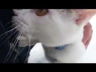 初めて雪を体験した猫(蓮)