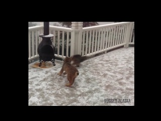 Mama Lynx & Kittens EXTENDED VIDEO of PLAY!!!