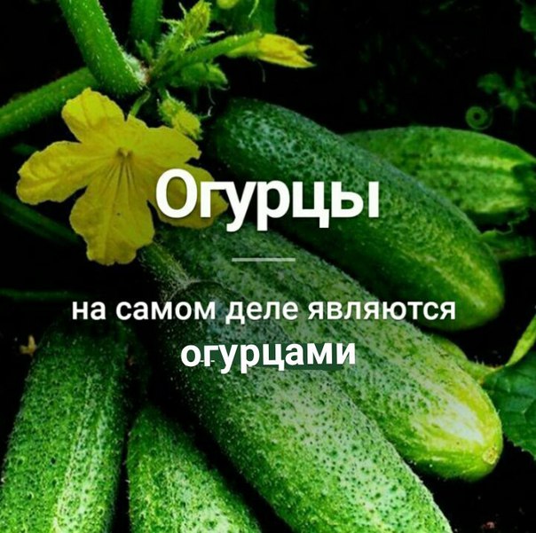 угарные фоточки