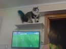 Безкота_добро