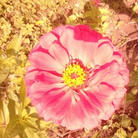 Екатерина Некто