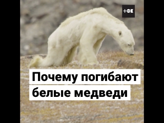 Белые медведи умирают от голода