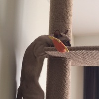 Когте Точки