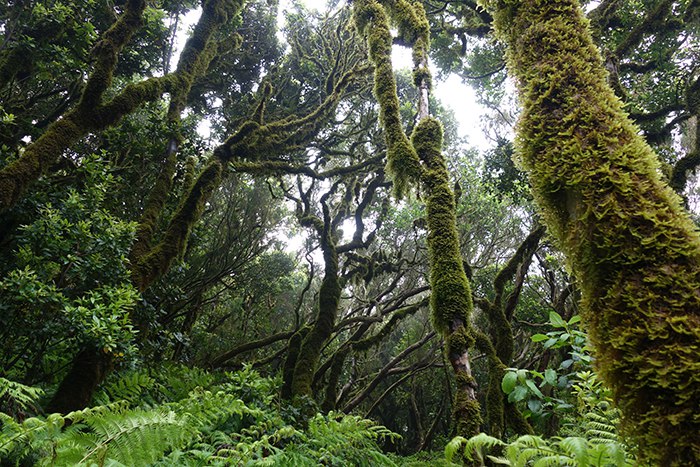 Достопримечательности Тенерифе: (вулкан Тейде)