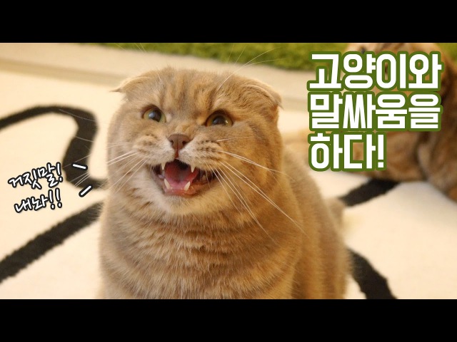 고양이 이즈와 말싸움하다!