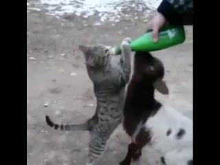 Наглый котейка :3