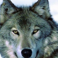 Данил Донской