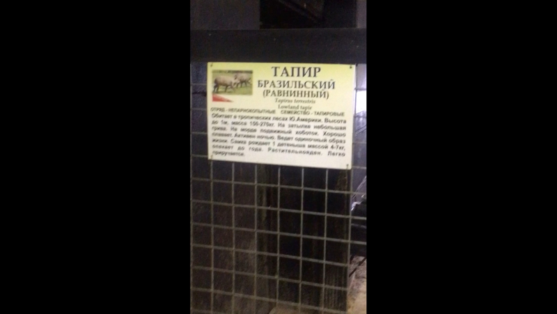 Тапир