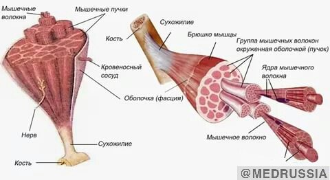 Строение мышц человека
