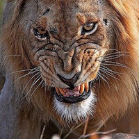 Турпал Юсупхажиев