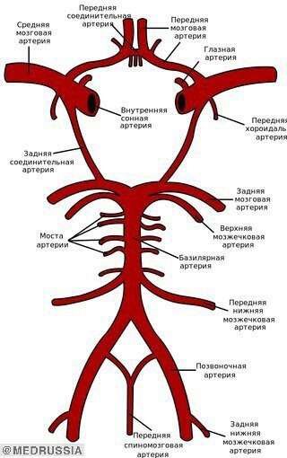 Сосуды головного мозга