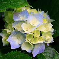 Ирина Митрофанова | 