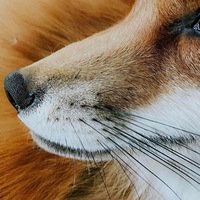 Алексей Лисовский  Vulpes