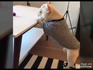 ПОДБОРКА ПРИКОЛЬНЫХ ФРАНЦУЗСКИХ БУЛЬДОГОВ. Cute! Cute! Funny French Bulldog