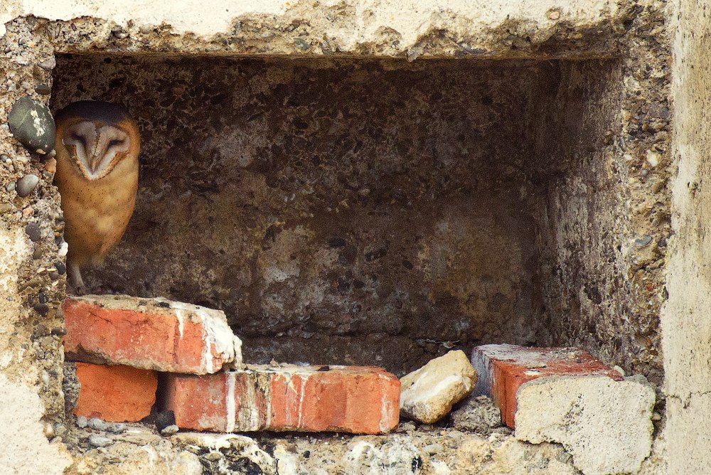 wildlife.crimea.ua