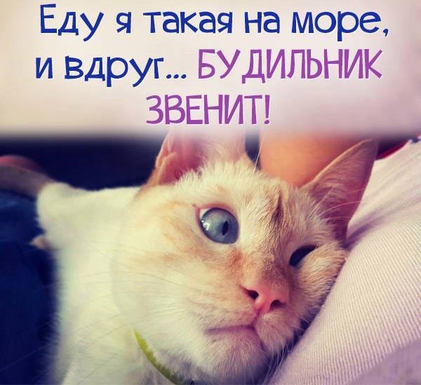 Кошки в нашей жизни. Кошки и все, что с ними связано.