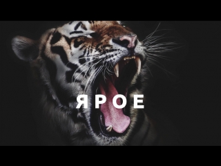 Веб-студия TigerWeb - Создание сайтов в Крыму