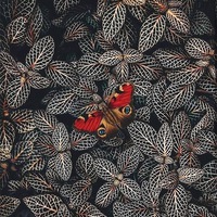 Оксана Иванова