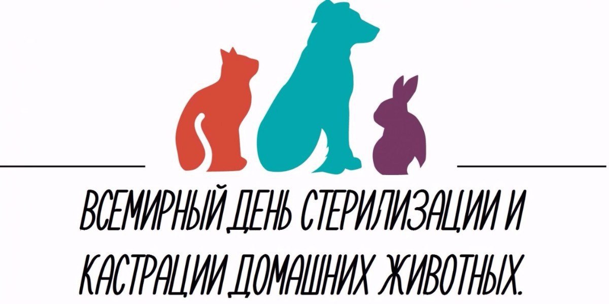 Донские ветеринары во Всемирный день стерилизации по льготной цене прооперировали 37 животных Донские ветеринары во Всемирный день стерилизации по льготной цене прооперировали 37 животных