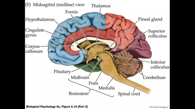 Cerebrum Sulci Gyri Neuroanatomy 3