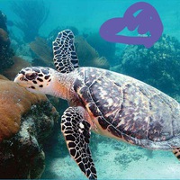 Виктория Гамова | 